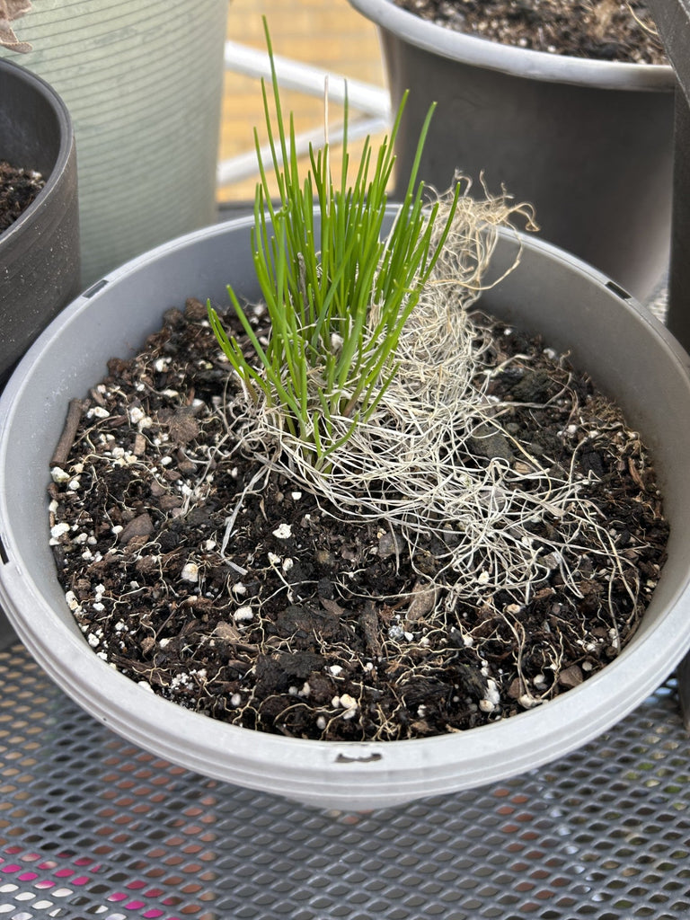 First Signs of Spring