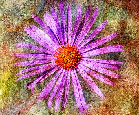 September's Birth Month Flower