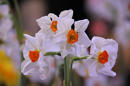 December's Birth Month Flower