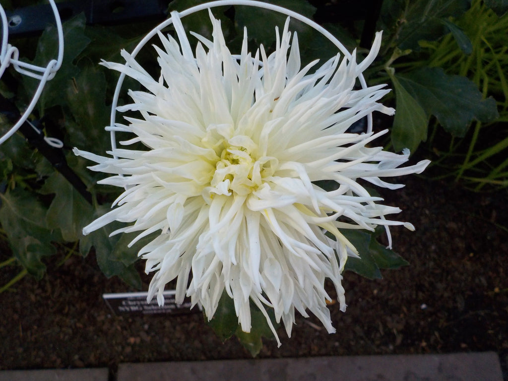 Welcome to Almost Autumn