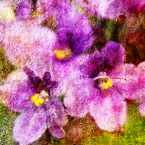 February's Birth Month Flower Violet