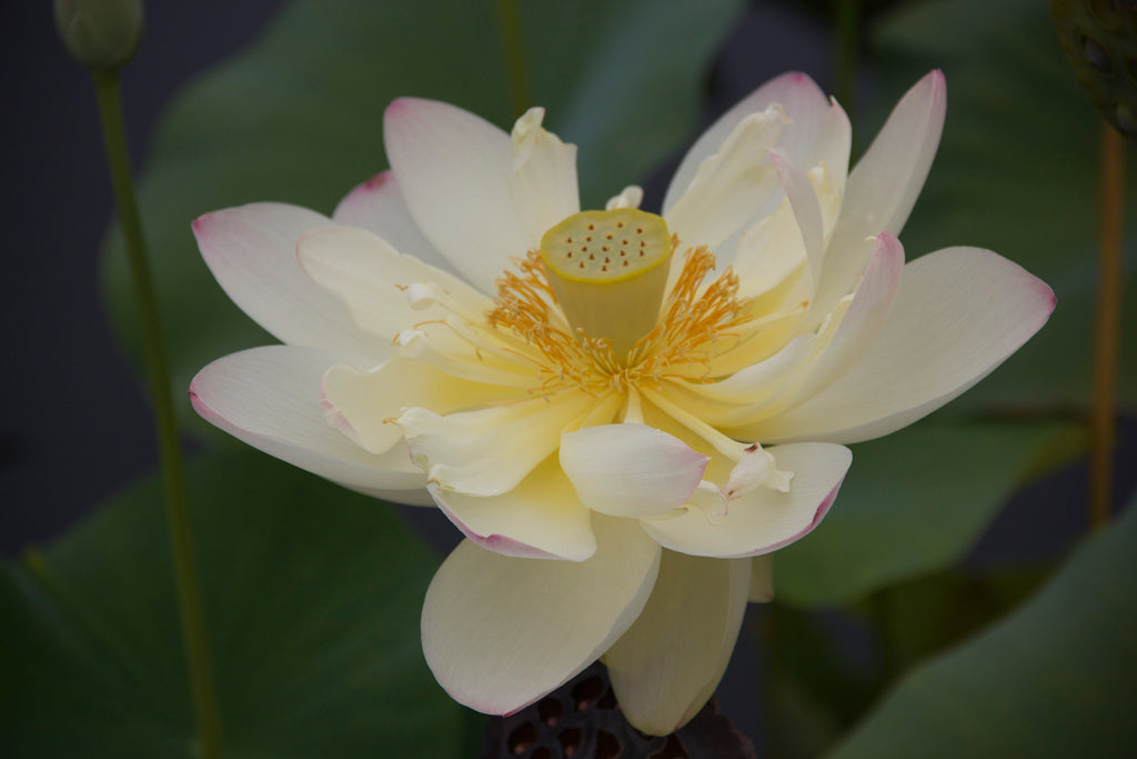 Telling Time With Flowers