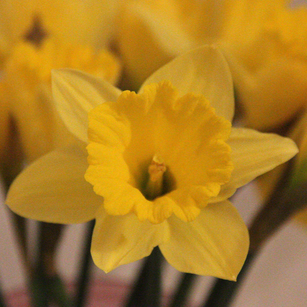 March's Birth Month Flower
