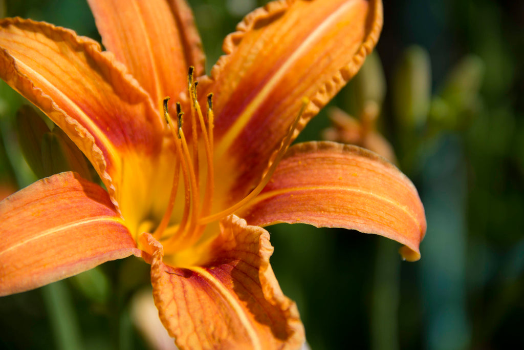 Flowers, Colors and the Way They Make Us Feel