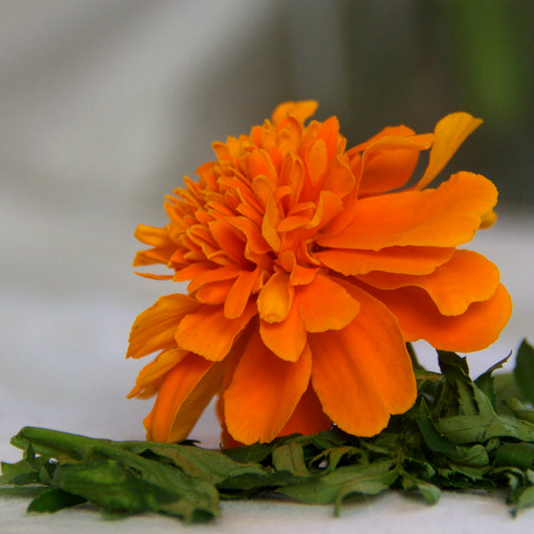 October's Birth Month Flower