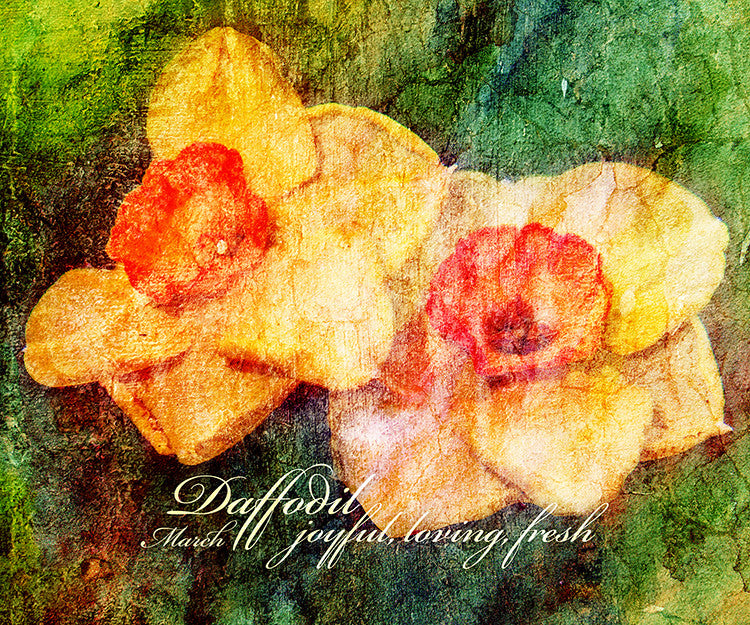 Birthday Blossoms Wall Art - Daffodil, with characteristic description