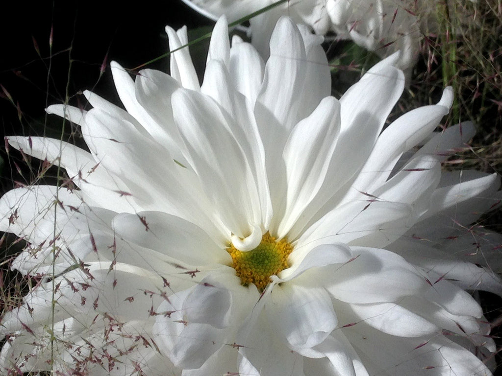 November's Birth Month Flower