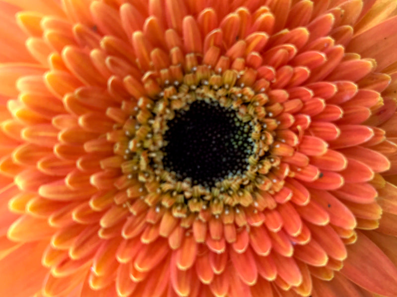 The Mathematics of Flowers