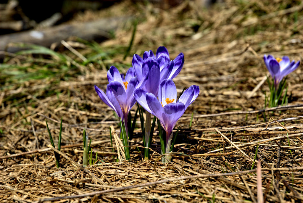 The Magic of Spring