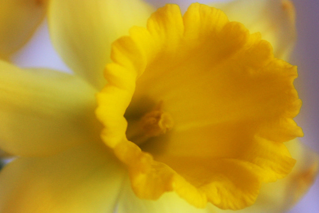 5 Things To Know About March's Birthday Blossom, the Daffodil