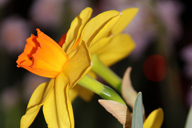 The Mystery of Narcissus