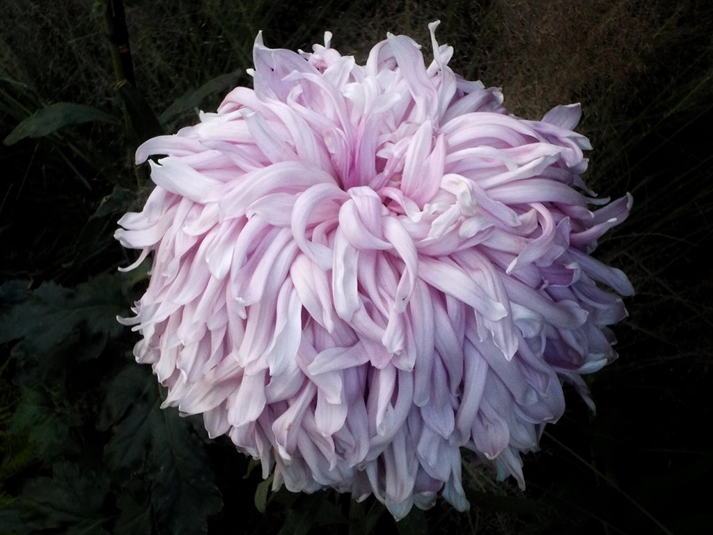 Welcome to A Month of Mums!