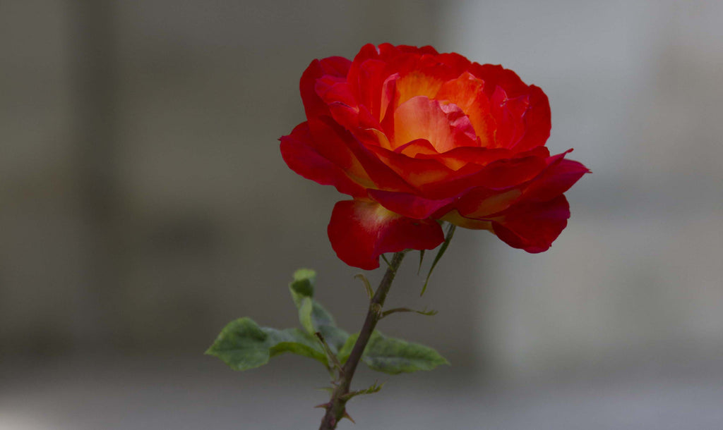 June's Birth Month Flower