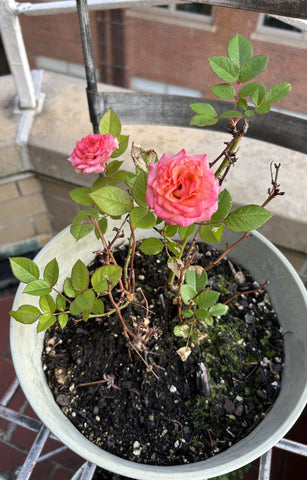 June’s Birthday Blossom is the rose.