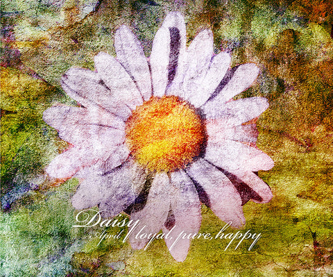 Birthday Blossoms Wall Art - Daisy, with characteristic description