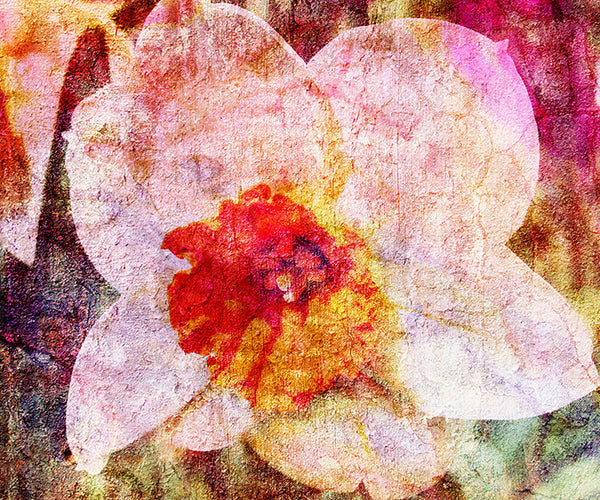 Birthday Blossoms Wall Art - Narcissus