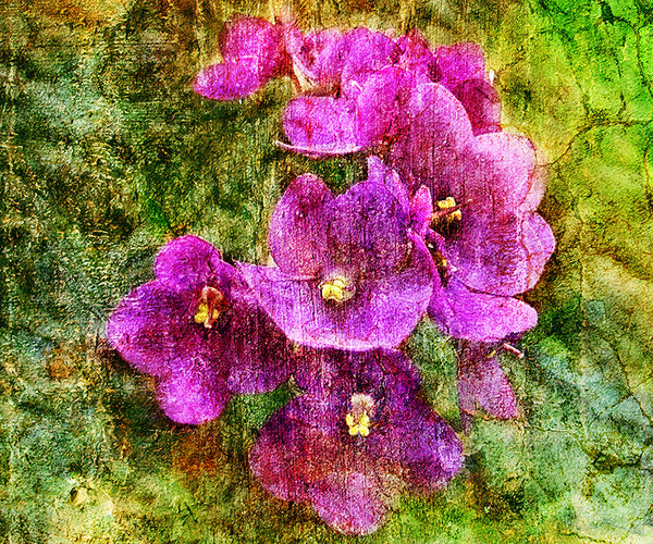 Birthday Blossoms Wall Art - Violet