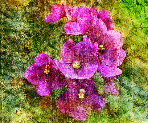 Birthday Blossoms Wall Art - Violet