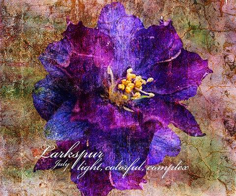 Birthday Blossoms Wall Art - Larkspur, with characteristic description