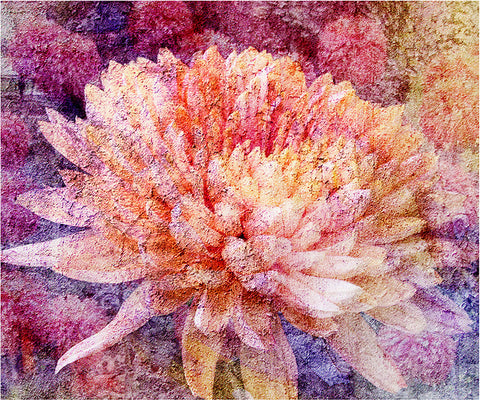 Birthday Blossoms Wall Art - Chrysanthemum
