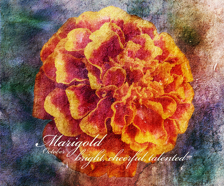 Birthday Blossoms Wall Art - Marigold, with characteristic description