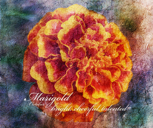 Birthday Blossoms Wall Art - Marigold, with characteristic description