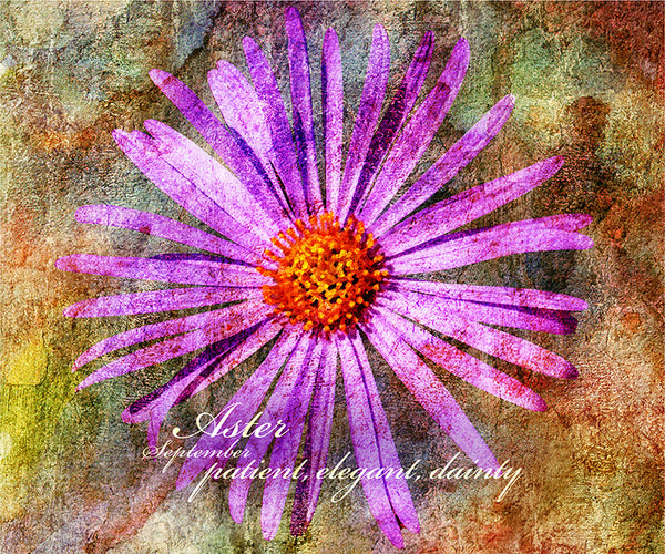 Birthday Blossoms Wall Art - Aster, with characteristic description